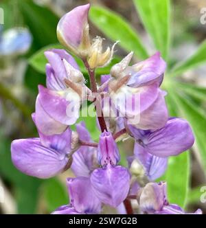 Breitblatt-Lupine (Lupinus latifolius), Plantae, Carmel, CA, USA, Lupine wächst auf einer erodierenden Klippe neben der Feuerstraße, in einem halbschattigen Madrone Mischwald Lebensraum, ungefähr 2800 Meter hoch. Laubblättrige Lupine (Lupinus latifolius latifolius) aus der Familie der Leguminosen (Fabaceae), die 3-15 dm (bis zu 59 Zoll) hoch in feuchten Böden in offenen Wäldern oder Pinseln wächst. Er hat große, breite Blätter und einen offenen Blütenstand, in dem die Blüten entlang des Stängels gut verteilt sind. Blätter haben 5–11 breite, 4–10 cm lange Blattblätter. Kiel ist nur am oberen Rand behaart. Stockfoto