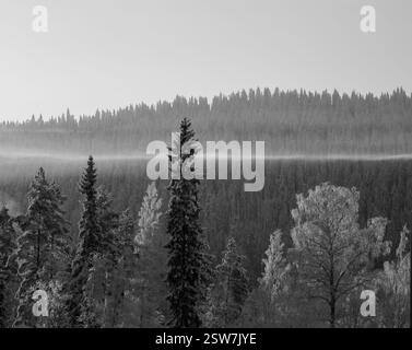 Ein Schwarzweiß-Bild von Sonnenaufgangsreflektionen auf eisigen Baumkronen in Tahko, Finnland. In der kalten Luft lauert Nebel und schafft eine ruhige Winterszene. Stockfoto