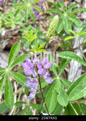 Breitblatt-Lupine (Lupinus latifolius), Plantae, Carmel, CA, USA, Lupine wächst auf einer erodierenden Klippe neben der Feuerstraße, in einem halbschattigen Madrone Mischwald Lebensraum, ungefähr 2800 Meter hoch. Laubblättrige Lupine (Lupinus latifolius latifolius) aus der Familie der Leguminosen (Fabaceae), die 3-15 dm (bis zu 59 Zoll) hoch in feuchten Böden in offenen Wäldern oder Pinseln wächst. Er hat große, breite Blätter und einen offenen Blütenstand, in dem die Blüten entlang des Stängels gut verteilt sind. Blätter haben 5–11 breite, 4–10 cm lange Blattblätter. Kiel ist nur am oberen Rand behaart. Stockfoto