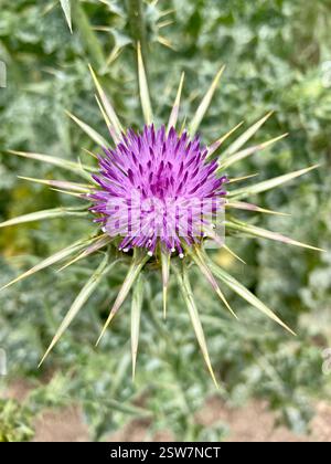Mariendistel (Silybum marianum), Plantae, Henry W. Coe State Park, Gilroy, CA, USA, Mariendistel (Silybum marianum) wurde in der Familie der Asteraceae eingeführt, die entlang von Straßenrändern, auf Weiden und in gestörten Böden wächst. Die Blätter sind charakteristisch: Die großen, weißen Adern sind meist sehr hell und sichtbar. Die weiße Färbung ist immer auf den Venen dritter Ordnung vorhanden. Phyllare sind sternförmig, mit langen, scharfen Stacheln, die direkt unter den großen, violetten, einsamen Blumenköpfen ausstrahlen. Blütezeit: Mai-Juni. Ausgezeichneter Vergleich der Disteln mit der Zwergdicke: https://www Stockfoto