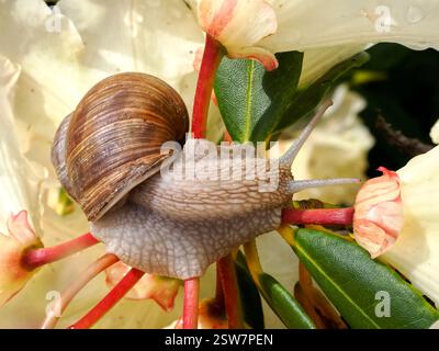 Nahaufnahme der Burgunderschnecke (Helix pomatia) an Rhododendronblüten von oben gesehen Stockfoto