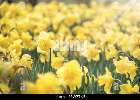 Feld der gelben Narzissen am sonnigen Frühlingstag Stockfoto