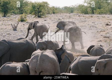 Elefanten jagen einen männlichen Elefanten aus einem Wasserloch in der Savanne im namibischen Etosha-Nationalpark. Stockfoto