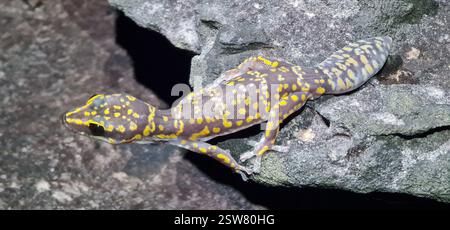 Nördliches Marmor-Samtgecko (Oedura marmorata), Reptilia, Cox-Finniss, AU-NT, AU Stockfoto