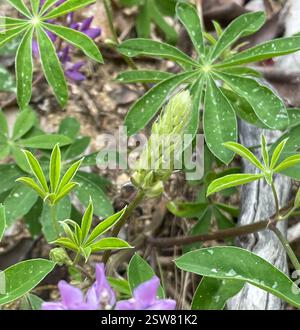 Breitblatt-Lupine (Lupinus latifolius), Plantae, Carmel, CA, USA, Lupine wächst auf einer erodierenden Klippe neben der Feuerstraße, in einem halbschattigen Madrone Mischwald Lebensraum, ungefähr 2800 Meter hoch. Laubblättrige Lupine (Lupinus latifolius latifolius) aus der Familie der Leguminosen (Fabaceae), die 3-15 dm (bis zu 59 Zoll) hoch in feuchten Böden in offenen Wäldern oder Pinseln wächst. Er hat große, breite Blätter und einen offenen Blütenstand, in dem die Blüten entlang des Stängels gut verteilt sind. Blätter haben 5–11 breite, 4–10 cm lange Blattblätter. Kiel ist nur am oberen Rand behaart. Stockfoto