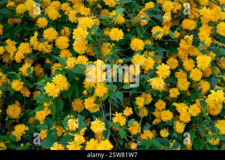 Ein üppiger Busch mit leuchtend gelben Blumen zeigt die Schönheit der Natur. Die Blumen sind reichlich und lebendig, was ein atemberaubendes Frühlingsambiente schafft Stockfoto