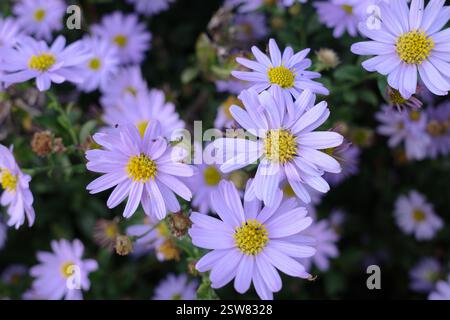 Violette Aster blüht in Nahaufnahme. Es ist eine Sorte, die im Herbst blüht Stockfoto