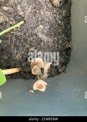 Glimmerkappe (Coprinellus micaceus), Pilze, Rue Spitalieri, Nizza, Provence-Alpes-Côte d'Azur, FR, fand diesen kleinen Kerl, der zwischen meinen süßen Erbsen in einem Behälter auf meinem Balkon wuchs (!??!). Ich schätze, die Sporen waren entweder auf dem Holz, das ich verwendet habe, um die Erbsen zu spalieren, oder sie sind irgendwie einfach von den umliegenden Hügeln gesprengt. Stockfoto