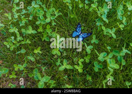 Handgefertigte blaue perlenbesetzte Schmetterlingsbrosche auf grünem Kleegras bei natürlichem Sonnenlicht. Stockfoto