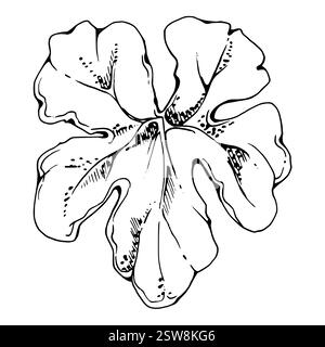 Pflanzenblatt der Blume, Buschbaum Laub Hand gezeichnet Vektortinte, Wolkenbeere alchemilla Ladys Mantel Geranie. Isolierte botanische Illustration. Hochzeit Stock Vektor