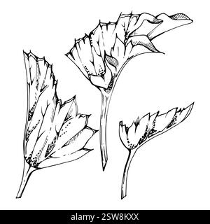 Pflanzen Sie Blätter von Buschbaum Blume, Laub Hand gezeichnete Vektortinte, Wolkenbeere alchemilla Ladys Mantel Geranie. Isolierte botanische Illustration. Hochzeit Stock Vektor