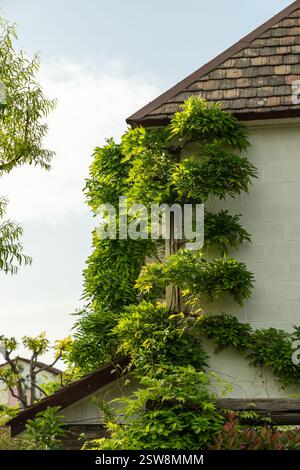 Wisteria-Weinrebe, die die Ecke des Gebäudes umrahmt. Grüne Fassade mit Kletterpflanzen, Efeu wächst an der Wand. Stockfoto
