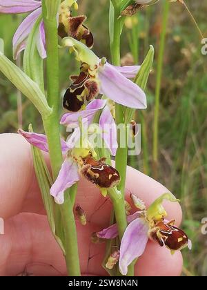 BienenOrchidee (Ophrys apifera), Plantae, Rieder, Ballenstedt, Deutschland, ich fand ca. 10 Pflanzen an insgesamt 3 Stellen. Es ist nicht einfach, unter anderen Pflanzen zu finden. Kalkgrasland Stockfoto