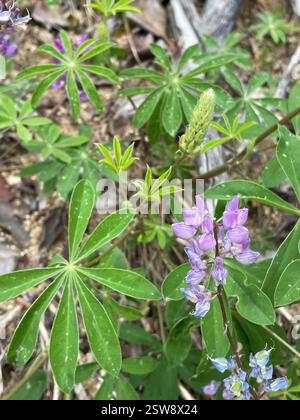 Breitblatt-Lupine (Lupinus latifolius), Plantae, Carmel, CA, USA, Lupine wächst auf einer erodierenden Klippe neben der Feuerstraße, in einem halbschattigen Madrone Mischwald Lebensraum, ungefähr 2800 Meter hoch. Laubblättrige Lupine (Lupinus latifolius latifolius) aus der Familie der Leguminosen (Fabaceae), die 3-15 dm (bis zu 59 Zoll) hoch in feuchten Böden in offenen Wäldern oder Pinseln wächst. Er hat große, breite Blätter und einen offenen Blütenstand, in dem die Blüten entlang des Stängels gut verteilt sind. Blätter haben 5–11 breite, 4–10 cm lange Blattblätter. Kiel ist nur am oberen Rand behaart. Stockfoto