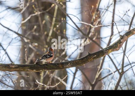 Ein kleiner Vogel singt an einem sonnigen Tag auf dem Zweig. Der Eurasische Buchinch, der gewöhnliche Buchinch oder einfach der Buchinch ist ein weit verbreiteter kleiner Buchinch Stockfoto