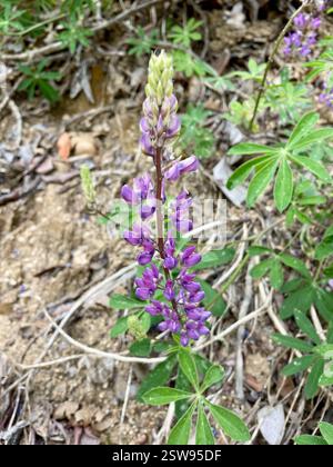 Breitblatt-Lupine (Lupinus latifolius), Plantae, Carmel, CA, USA, Lupine wächst auf einer erodierenden Klippe neben der Feuerstraße, in einem halbschattigen Madrone Mischwald Lebensraum, ungefähr 2800 Meter hoch. Laubblättrige Lupine (Lupinus latifolius latifolius) aus der Familie der Leguminosen (Fabaceae), die 3-15 dm (bis zu 59 Zoll) hoch in feuchten Böden in offenen Wäldern oder Pinseln wächst. Er hat große, breite Blätter und einen offenen Blütenstand, in dem die Blüten entlang des Stängels gut verteilt sind. Blätter haben 5–11 breite, 4–10 cm lange Blattblätter. Kiel ist nur am oberen Rand behaart. Stockfoto