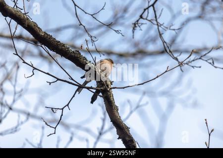Der kleine Vogel ist auf dem Ast. Der Eurasische Buchinch, oder einfach nur der Buchinch, ist ein häufiger und weit verbreiteter kleiner Passinenvogel in der Stockfoto