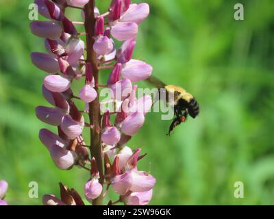 Braune Hummel (Bombus griseocollis), Insecta, Algoma, CA-ON, CA. Stockfoto