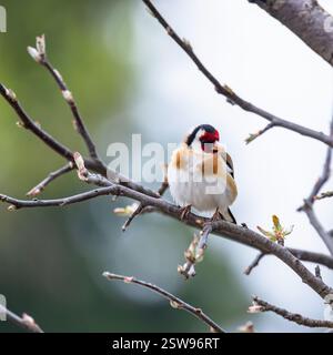 Der europäische Goldfink oder einfach der Goldfink ist auf dem Ast. Es handelt sich um einen kleinen Passerinvogel aus der Familie finch. Nahaufnahme von Carduelis Carduel Stockfoto