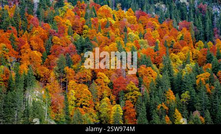 Atemberaubendes Herbstlaub am Falensee bei Appenzell, Schweiz, mit lebendigen Naturtönen Stockfoto