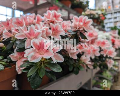 Rosa und weiße Azaleen in voller Blüte in einem Gartencenter. Das Blumendesign ist ideal für Wohnkultur, Gartenarbeit und Naturthemen Stockfoto