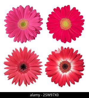 Set mit vier leuchtenden rosa und roten Gerbera-Blüten isoliert auf weiß. Geeignet für Blumenmotive, Drucke, Verpackungen, Hintergründe, Einladungen, und bota Stockfoto