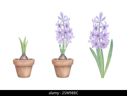 Lila Hyazinthen Set. Handgezeichnete Aquarellblumen, botanische Illustration isoliert auf weiß. Blumenclip für Grußkarten Stockfoto
