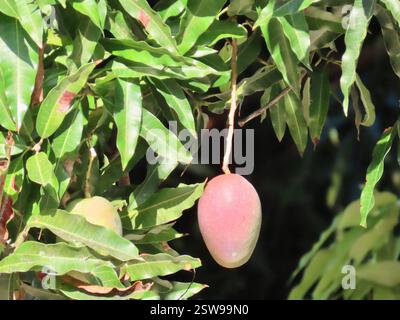 Indische Mango (Mangifera indica), Plantae, Vía Antón - El Valle, Cocle, PA, Indische Mango (Mangifera indica), auch bekannt als Mango, ist eine Art blühender Pflanze aus der Familie der Anacardiaceae. Es handelt sich um einen großen Fruchtbaum, der bis zu 30 m (100 Fuß) hoch wird. Es ist ein großer, immergrüner, eingeführter/naturalisierter Baum, der für seine grünen und Reifen Früchte geschätzt wird. Die Blätter sind einfach, glänzend und dunkelgrün. Es hat rot-gelbe Blüten. Die Frucht ist eiförmig, normalerweise 8 bis 12 cm (3-5 Zoll) lang. Mangobrüchte sind grün, wenn sie unreif sind. Das Innere ist hell, orange und weich mit einer großen, flachen Grube in t Stockfoto