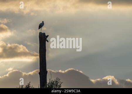 Ein Vogel sitzt auf einem Baumstumpf inmitten eines bewölkten Himmels. Die Szene ist ruhig und friedlich. Der bewölkte Himmel sorgt für ein Gefühl der Ruhe Stockfoto