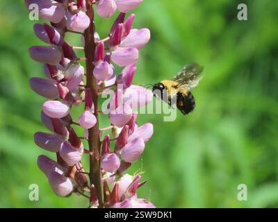 Braune Hummel (Bombus griseocollis), Insecta, Algoma, CA-ON, CA. Stockfoto