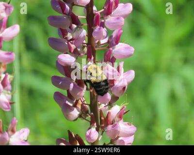 Braune Hummel (Bombus griseocollis), Insecta, Algoma, CA-ON, CA. Stockfoto