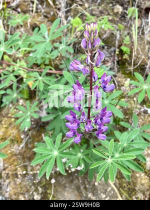 Breitblatt-Lupine (Lupinus latifolius), Plantae, Carmel, CA, USA, Laubblättrige Lupine (Lupinus latifolius latifolius) aus der Familie der Leguminosen (Fabaceae), die 3-15 dm (bis zu 59 Zoll) hoch in feuchten Böden in offenen Wäldern oder Pinseln wächst. Er hat große, breite Blätter und einen offenen Blütenstand, in dem die Blüten entlang des Stängels gut verteilt sind. Blätter haben 5–11 breite, 4–10 cm lange Blattblätter. Kiel ist nur am oberen Rand behaart. Die Stiele sind trüb bis puberulent. Blütezeit: April-Juli. (Die größere Größe der Flugblätter und die offene Blütenstände sind die klarsten Stockfoto