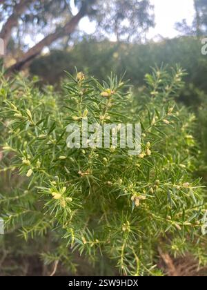 Breitblättrige stachelmoses (Acacia verticillata ruscifolia), Plantae, Wilsons Promontory National Park, Wilsons Promontory, VIC, AU Stockfoto