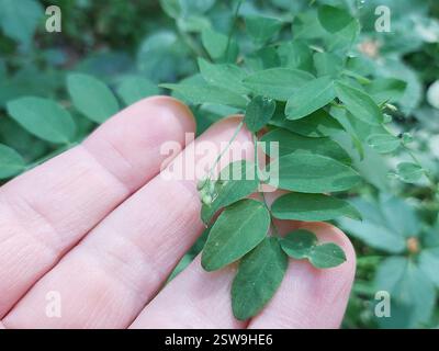 Schwarzerbse (Lathyrus niger), Plantae, 1415, 18103 Šventa, Lietuva Stockfoto