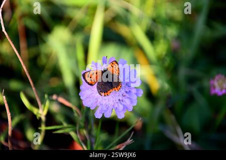 Schmetterling auf lila Blume Stockfoto