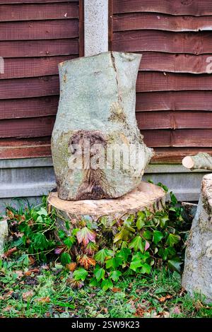Gesägte Baumstämme von einem abgeschnittenen Baum Stockfoto