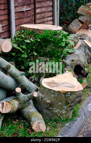 Gesägte Baumstämme von einem abgeschnittenen Baum Stockfoto