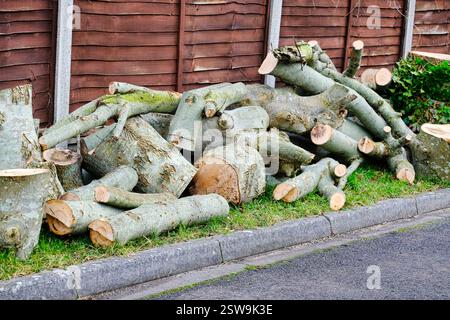 Gesägte Baumstämme von einem abgeschnittenen Baum Stockfoto