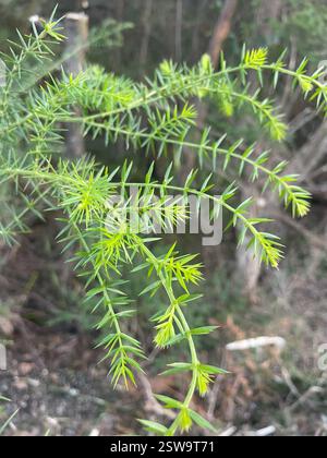 Breitblättrige stachelmoses (Acacia verticillata ruscifolia), Plantae, Wilsons Promontory National Park, Wilsons Promontory, VIC, AU Stockfoto