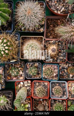 Eine vielfältige Sammlung von Kakteen im Topf, ausgestellt in einer Gartenkrippe. Stockfoto