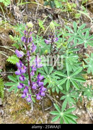 Breitblatt-Lupine (Lupinus latifolius), Plantae, Carmel, CA, USA, Laubblättrige Lupine (Lupinus latifolius latifolius) aus der Familie der Leguminosen (Fabaceae), die 3-15 dm (bis zu 59 Zoll) hoch in feuchten Böden in offenen Wäldern oder Pinseln wächst. Er hat große, breite Blätter und einen offenen Blütenstand, in dem die Blüten entlang des Stängels gut verteilt sind. Blätter haben 5–11 breite, 4–10 cm lange Blattblätter. Kiel ist nur am oberen Rand behaart. Die Stiele sind trüb bis puberulent. Blütezeit: April-Juli. (Die größere Größe der Flugblätter und die offene Blütenstände sind die klarsten Stockfoto
