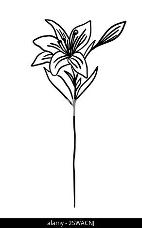 Lilienblume in einer Linie. Handzeichnung. Nicht AI, Vektorillustration Stock Vektor