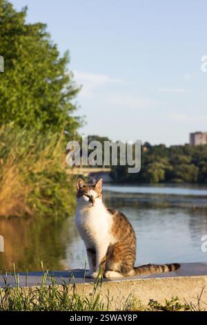 Eine streunende schöne Katze sitzt auf einem Betondamm in Winnytsia und schaut in die Ferne, Ukraine Stockfoto