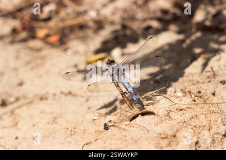 Eine wunderschöne große blaue Libelle (Orthetrum cancellatum) sitzt auf einem Zweig auf einem Hintergrund aus Flusssand Stockfoto