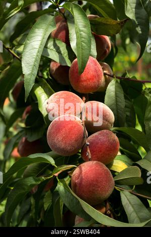 Reife Pfirsiche hängen am Baum, schöne und nützliche Früchte, Ernte Stockfoto