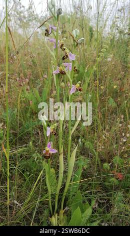 BienenOrchidee (Ophrys apifera), Plantae, Rieder, Ballenstedt, Deutschland, ich fand ca. 10 Pflanzen an insgesamt 3 Stellen. Es ist nicht einfach, unter anderen Pflanzen zu finden. Kalkgrasland Stockfoto
