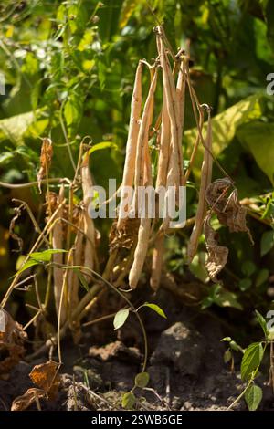 Trockene, reife Bohnen wachsen im Garten, lange Bohnen, Essen Stockfoto
