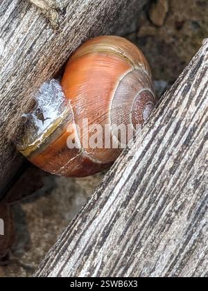 (Cepaea), Mollusca, Am Kurpark, Brunnenstraße, 65307 Bad Schwalbach, Deutschland Stockfoto