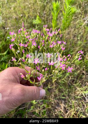 Slender Centaury (Centaurium tenuiflorum), Plantae, Killeen, TX, USA Stockfoto