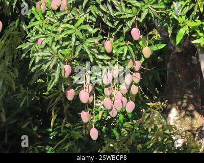 Indische Mango (Mangifera indica), Plantae, Vía Antón - El Valle, Cocle, PA, Indische Mango (Mangifera indica), auch bekannt als Mango, ist eine Art blühender Pflanze aus der Familie der Anacardiaceae. Es handelt sich um einen großen Fruchtbaum, der bis zu 30 m (100 Fuß) hoch wird. Es ist ein großer, immergrüner, eingeführter/naturalisierter Baum, der für seine grünen und Reifen Früchte geschätzt wird. Die Blätter sind einfach, glänzend und dunkelgrün. Es hat rot-gelbe Blüten. Die Frucht ist eiförmig, normalerweise 8 bis 12 cm (3-5 Zoll) lang. Mangobrüchte sind grün, wenn sie unreif sind. Das Innere ist hell, orange und weich mit einer großen, flachen Grube in t Stockfoto